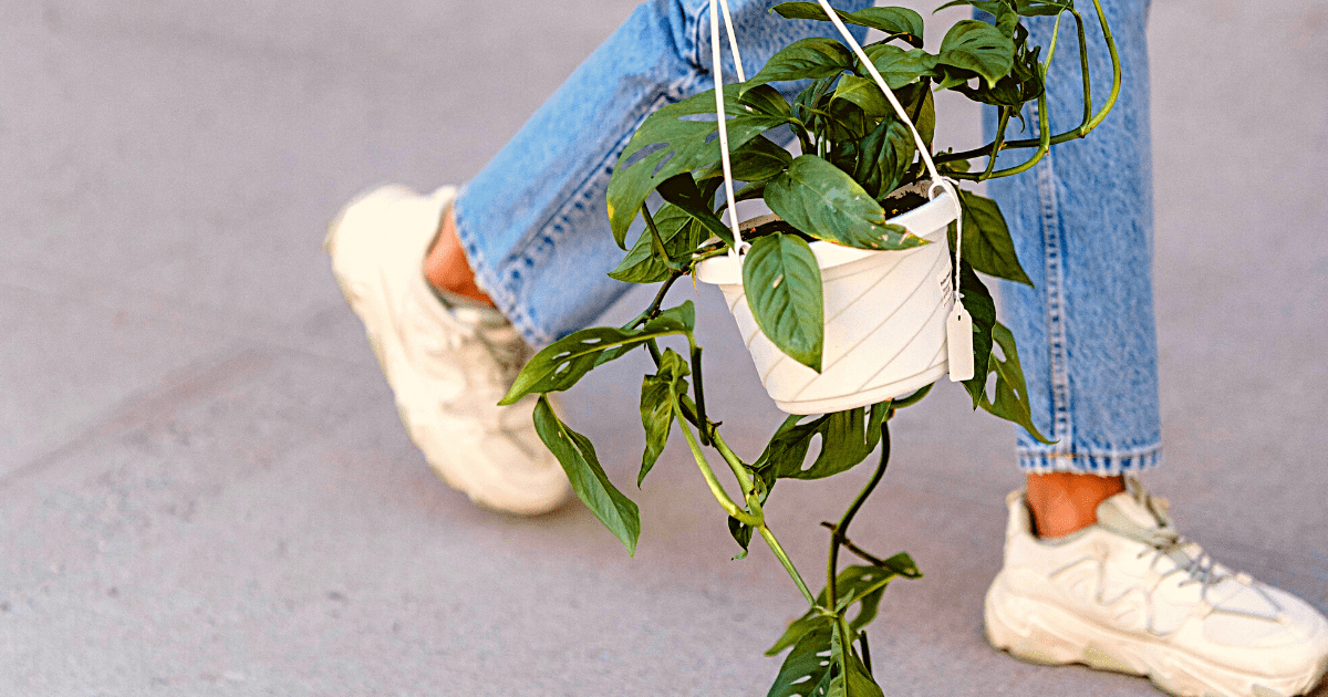 Hobby to Business: Crazy Plant Lady Edition